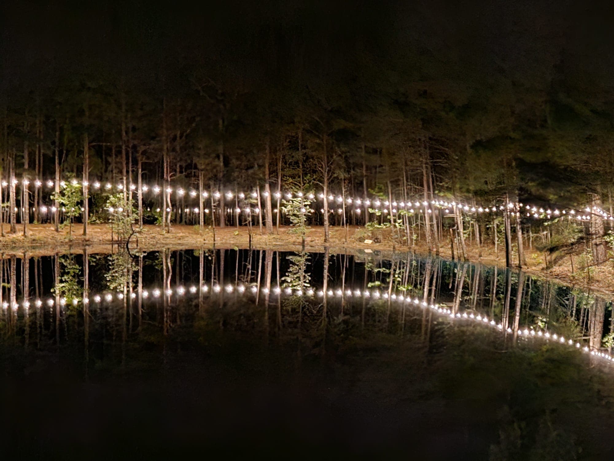Lake lights through trees
